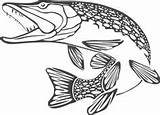 Pike Fish Hecht Fisch Brûlant Poisson Chauffage Modes Bateaux Rustique Artisanat Coloriage Snakehead sketch template