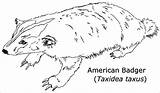 Badger Badgers Coloringbay Mammals Webstockreview sketch template