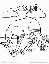 Okapi Coloring Pages Worksheets Animals Choose Board sketch template