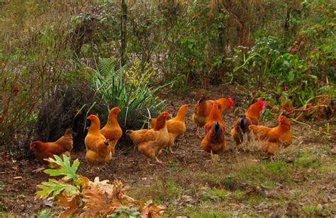 chicken farming  kenya   start  profitable poultry business