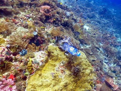 korallen  leiden riffe unter plastik muell im meer der spiegel