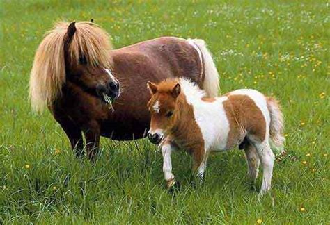 pony  foal ponies photo  fanpop
