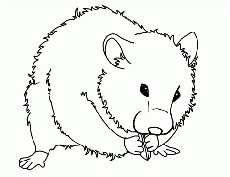 hamster coloring pages coloring home