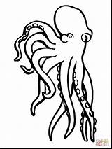 Octopus Molusco Polvo Coloring Colorare Polipo Oktopus Disegni Pulpo Ausmalen Ausmalbild Tintenfisch Mollusks Kleurplaat Molluschi Krake Bambini Weichtier Mollusc Octopodes sketch template