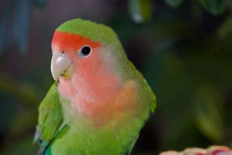 Peach Faced Lovebird Personality Food And Care Birds Magazine