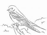 Swallow Golondrina Rondini Rondine sketch template