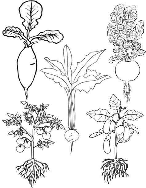 vegetables coloring pages  printable