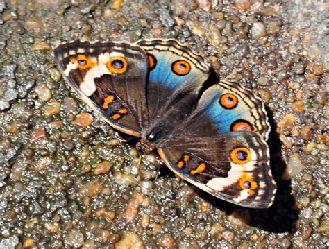 butterfly  eyespots flickr photo sharing