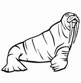 Walrus Coloring Pages Animals Color Sea Life Print Thecolor Printable Animal Back sketch template
