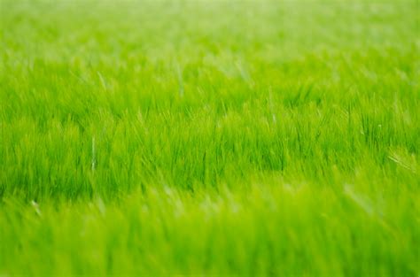 green meadow  stock photo public domain pictures