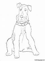 Airedale Terrier Getdrawings Drawing Coloring sketch template