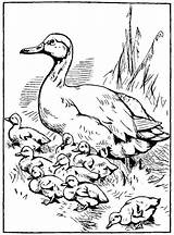 Ducklings sketch template