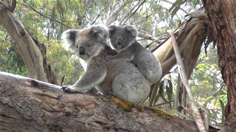 baby koala wallpapers wallpaper cave