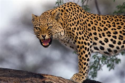 Leopard Wildlife Nature Photography Photography By