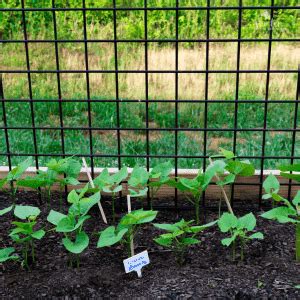 grow lima beans garden  beginners