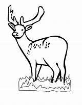Deer Coloring Pages Hunting Kids Print Whitetail Head Printable Popular Coloringhome Library Clipart Wild Comments Template sketch template