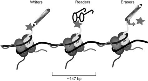 writers readers  erasers  histone covalent modi fi cations  scientific diagram
