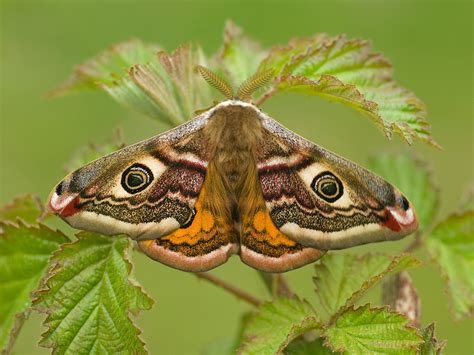 glasgow sw scotland butterflies emperor moth