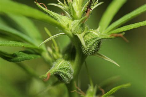 Sexually Frustrated Female Cannabis Plants And High Thc Production