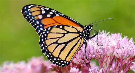 monarch butterflies   big deal   food system thrive market