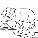 Coloring Hippo Baby Pages Animals Drawing Jungle Hippopotamus Thecolor Color Online Try Projects Colouring Sheets Getdrawings sketch template