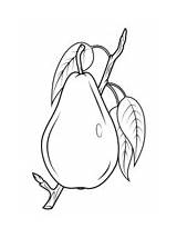 Pear Coloring Pears Branch Pages Drawing Kolorowanka Gruszka Printable Two Di Supercoloring Outline Da Colorare Fruit Disegno Pencil Disegni Jesień sketch template