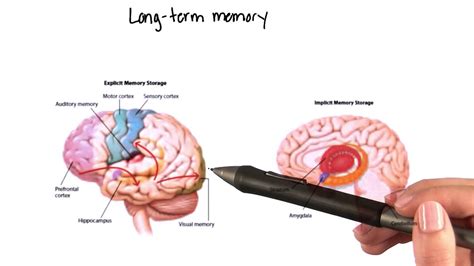 long term memory   brain intro  psychology youtube