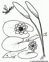 Lily Pad Coloring Pages Flower Lilypad Printable Clipart Popular Getdrawings Drawing Sheet Library sketch template