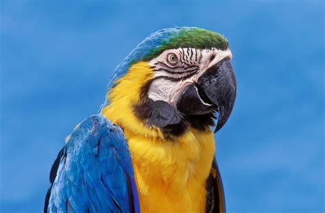 blue  gold macaw bird species profile