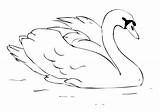 Swan Coloring Pages Printable Book Sheets Print Choose Board Books Drawings Flowers 423px 83kb sketch template