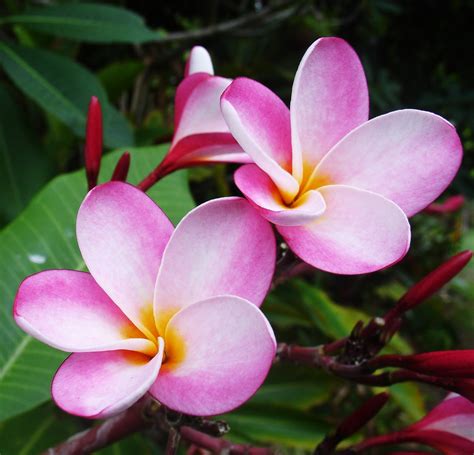 hawaiian home wordless wednesday tropical flowers