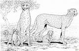 Cheetah Family Coloring Pages Printable Baby Kids Print Animal Colouring Cute Animals Color Realistic Adult Sheets Supercoloring Book Gif Real sketch template