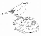 Nest Bird Coloring Baby Pages Drawing Robin Hungry Birds American Feeding Nests Drawings Kids Line Color Print Google Children Printable sketch template