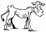 Cow Cows Drought Sheep Cliparts Clipartbest 134kb sketch template