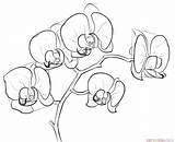 Orchid Draw Drawing Step Line sketch template