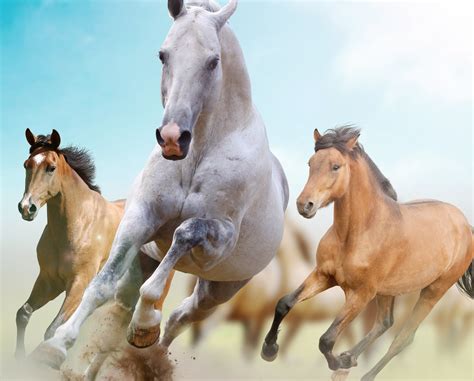 brown  white horses running  day time hd wallpaper