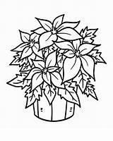 Coloring Pages Poinsettia Bucket Flower Christmas Printable Colouring National Mistletoe Plant Color Print Chaconia Adult Winter Sheets Netart Getcolorings Template sketch template