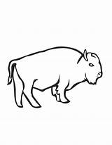 Coloring Bison Pages Library Clipart Livestock Popular sketch template