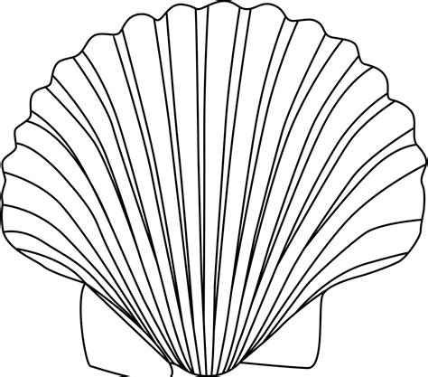shell clipart clam sketch picture  shell clipart clam sketch