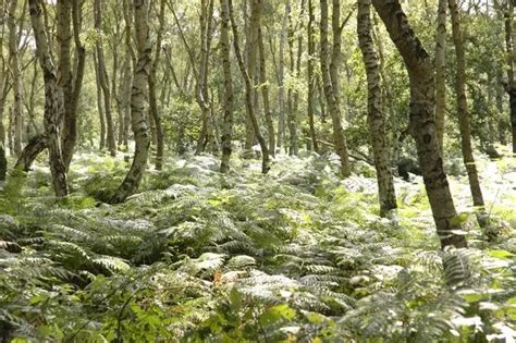 sherwood forest      instagrammed forests  england