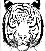 Tiger Coloring Siberian Getcolorings Pages Color Getdrawings sketch template