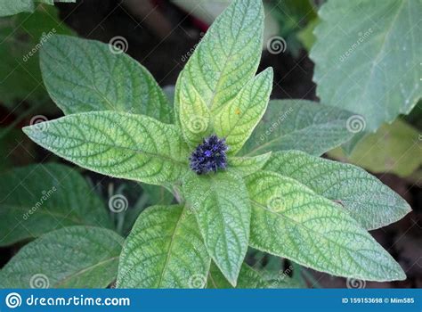 small flower   large leaves  peppermint peppermint stock