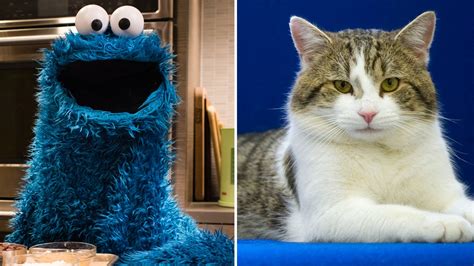 a photo of a cat in a cookie monster costume was sent out