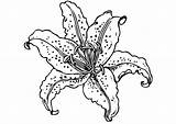 Lily Coloring Large Edupics Printable sketch template