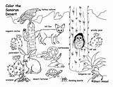 Desierto Biome Ecosystem Sonoran Ecosistema Exploringnature Plants sketch template