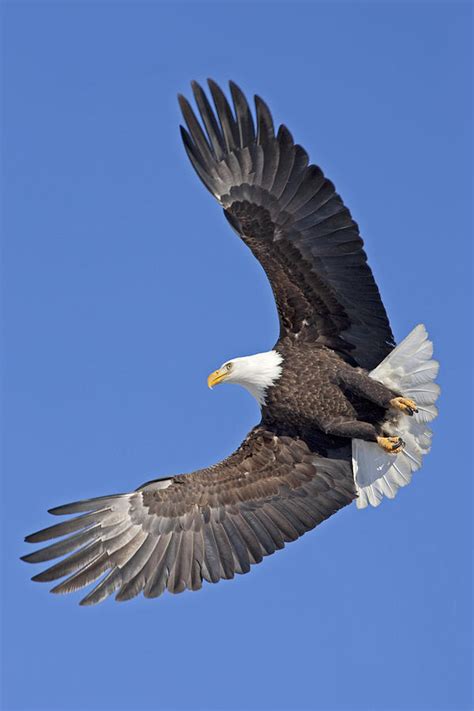 bald eagle  flight  tim grams