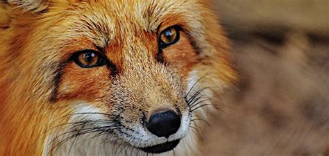 lis jako zwierze domowe niezwykla historia przyjazni zwierzaki