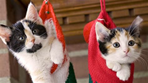 christmas cat wallpapers wallpaper cave