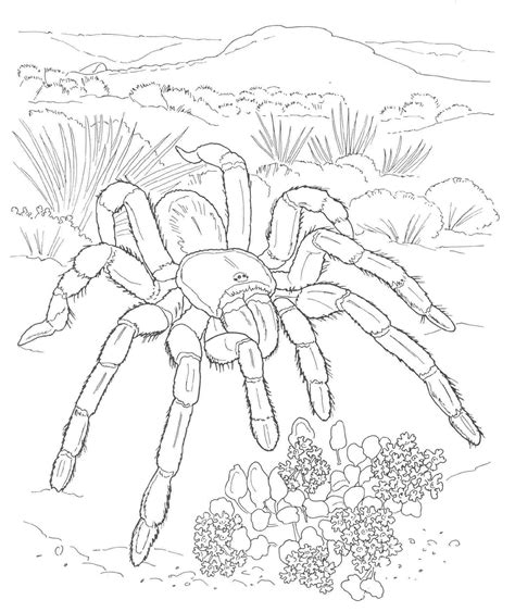 printable desert plants coloring pages coloring coloring home