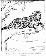 Felinos Colorir Onça Jaguar sketch template